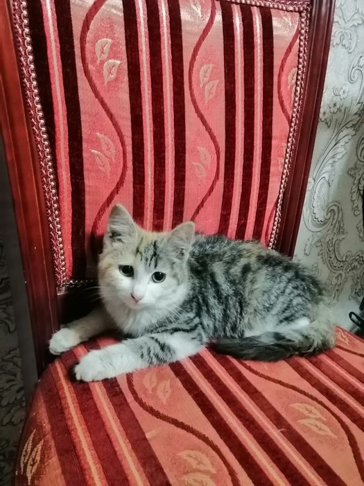 Кішкентай мысық, тегін