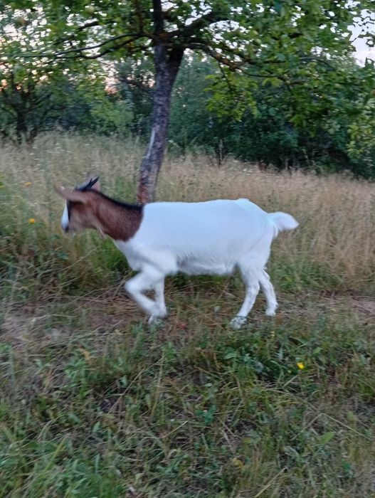 Iadă metis Boer cu Sannen