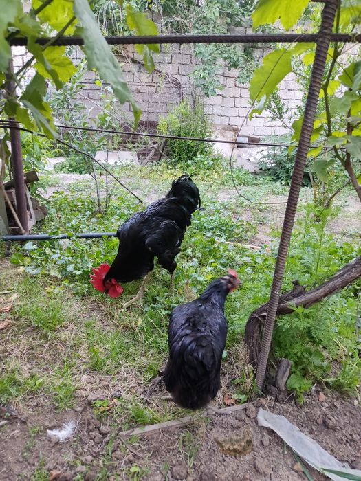 Қорашахзода хўрозлар сотилади.