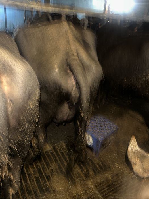 Bivolita fatata de 5 saptamani