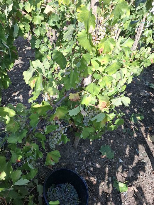 Struguri pentru vin