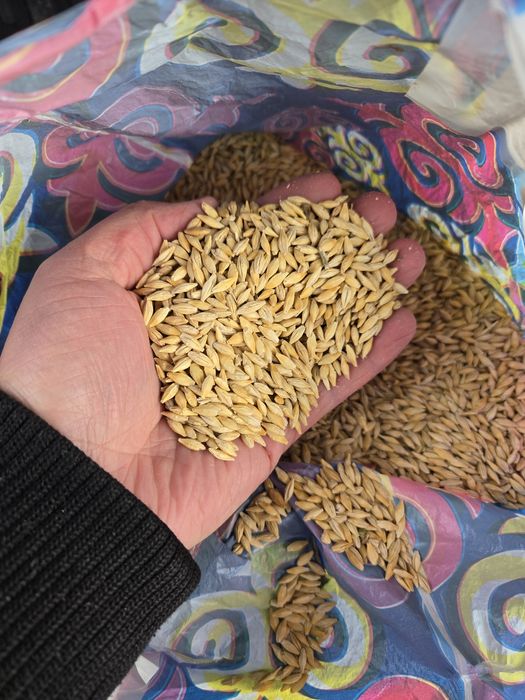 Арпа. Ячмень. Сатылады.