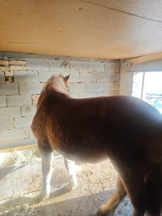 СРОЧНО!!! 2,5 жасар бие сатам