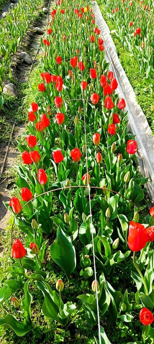 Sovgʻaga Lolalar bor optom narxda