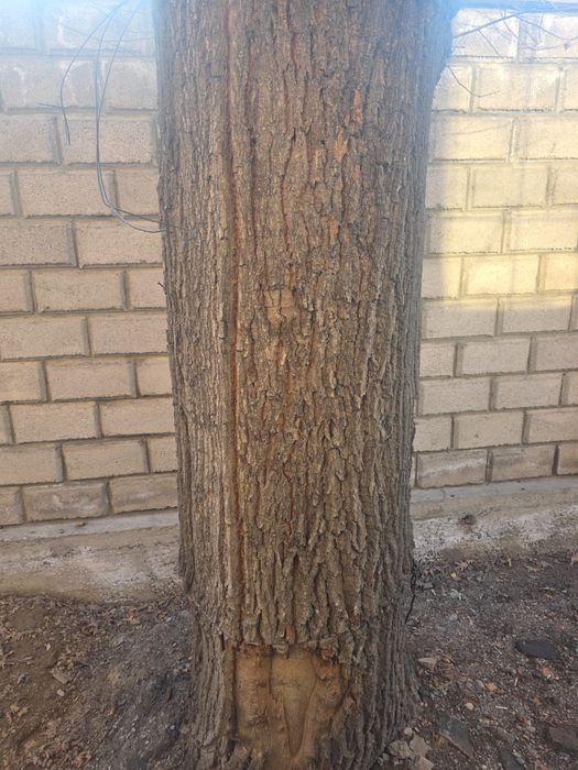 Продам дуб самовывоз