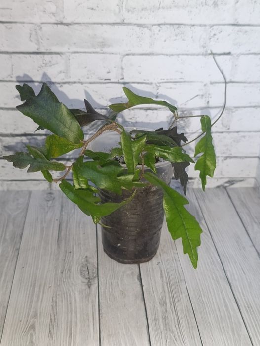 Продам Фикусы сортовые.