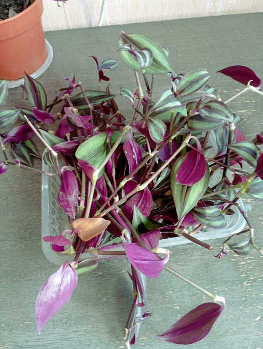 Продам традесканцию