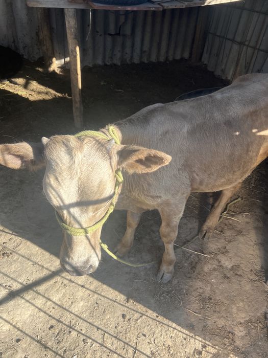 Бұқалар сатылады. Продам бычков.