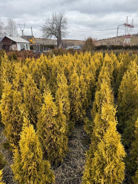 Vand tuia smarald  80 cm -180 cm engros