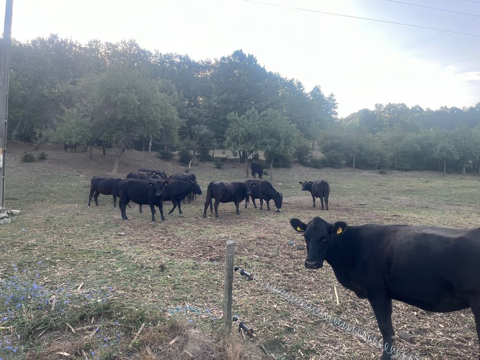 Vaci Angus de vânzare