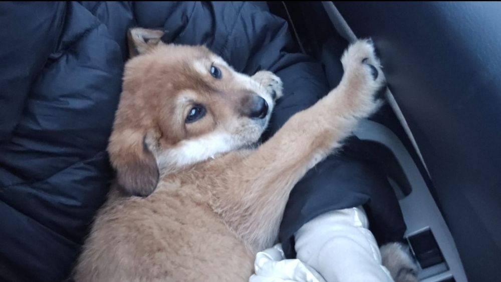 Отдам щенка крупного