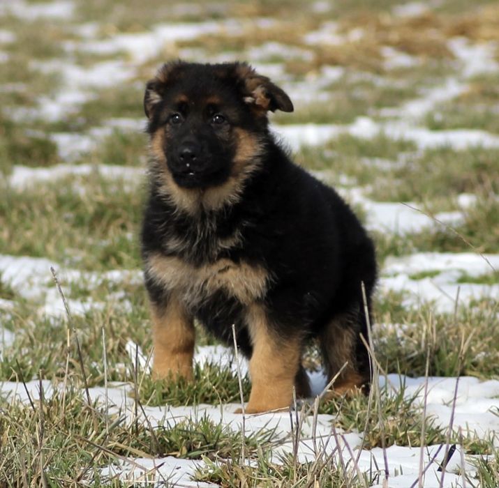 Pui ciobanesc german cu par scurt de inalta calitate