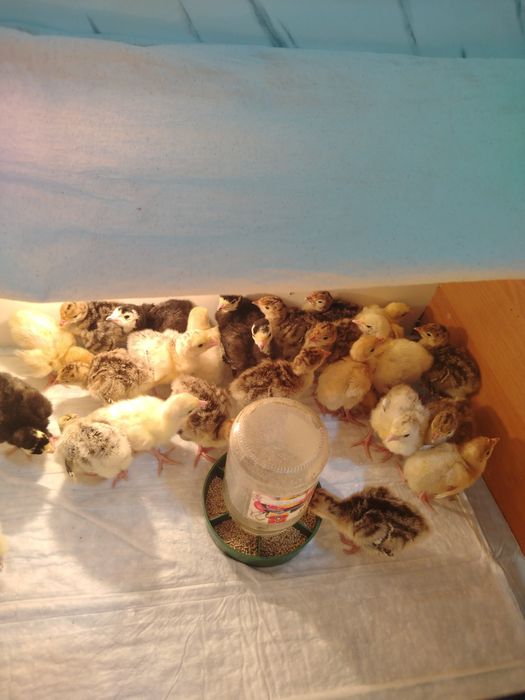 Индук балапандары