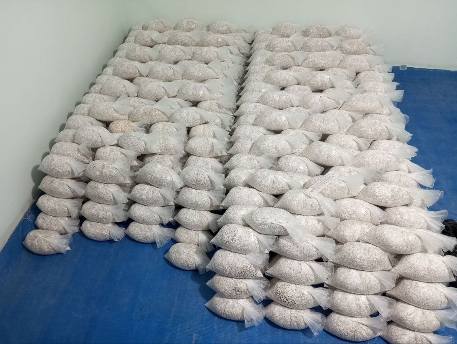 Семена КА 17 грибов Вешинка темный Месистый