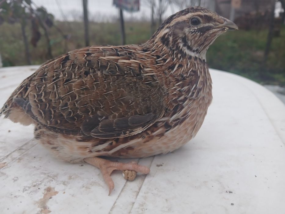 Vind sau schimb cocoși de prepeliță