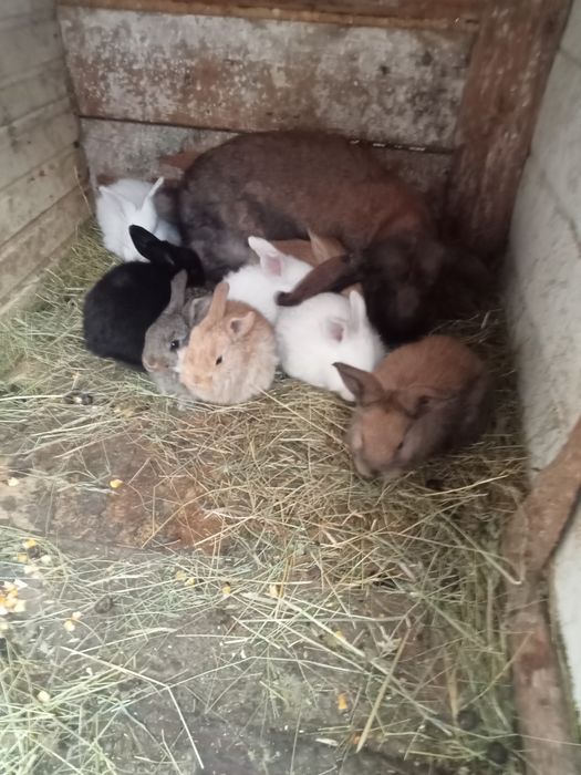 Vând 10pui la o lună sau schimb cu rațe