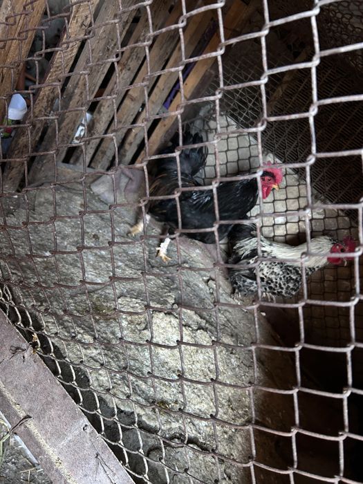 Продам карликовых петухов