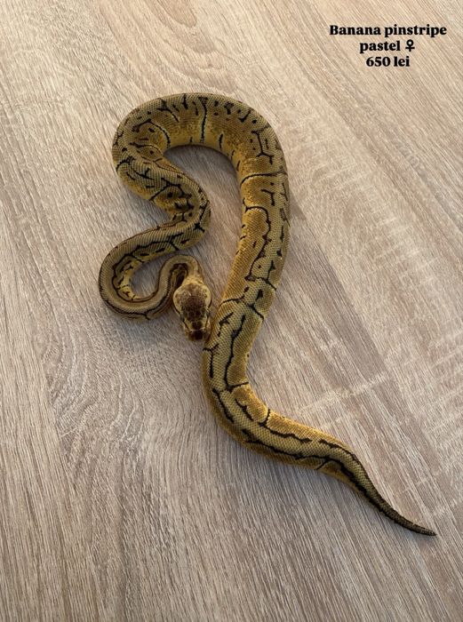 Pitoni regali puiuti