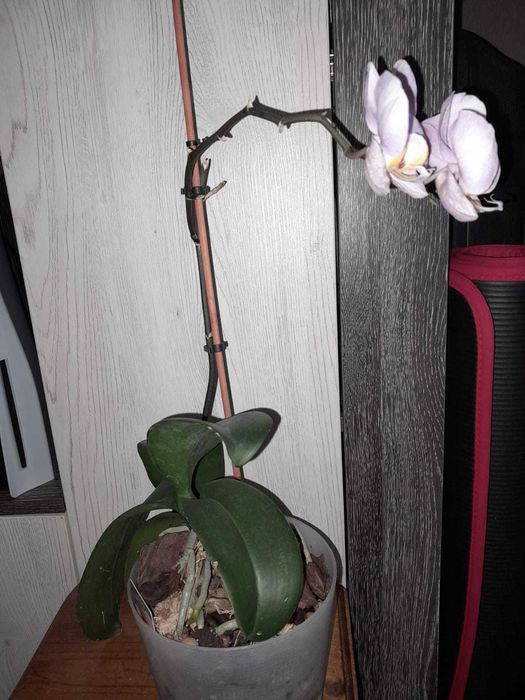 Орхидеи фаленопсис