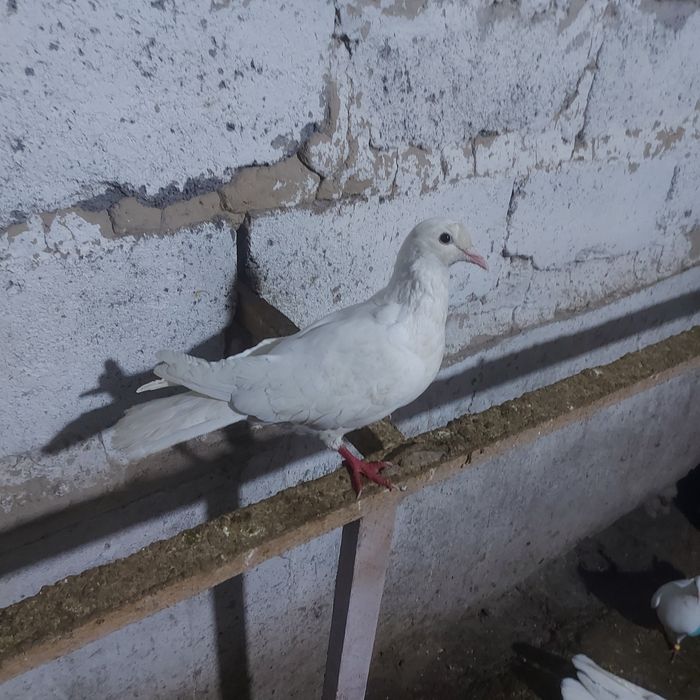 Бели Иран самка гатовый  игрой