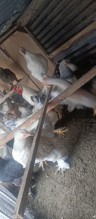 28 та брама товук хуроз аралаш бор кимга керак булса тел килсин