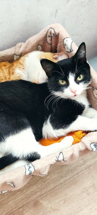 Отдам кота и кошку