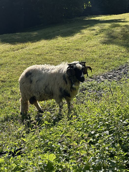 Vand berbec  marleste a doua oară