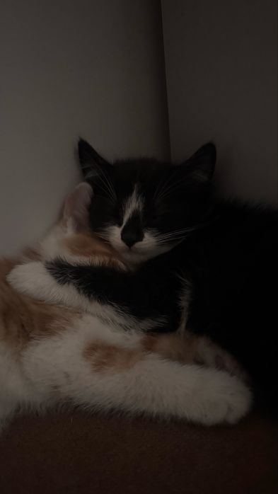 Ласковые котята ищут хозяев