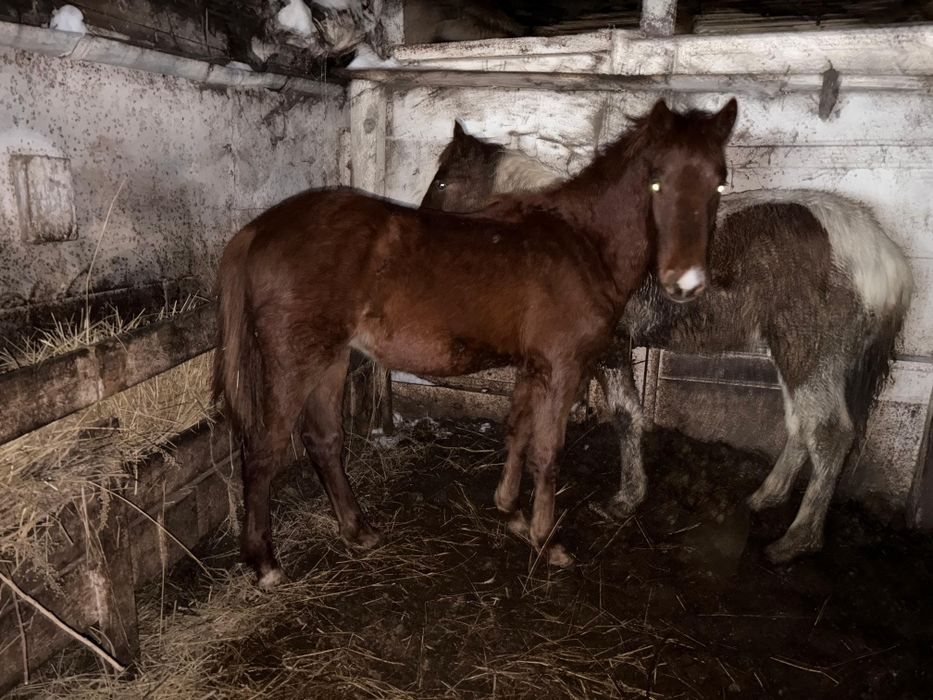 Жабагылар,Жеребята