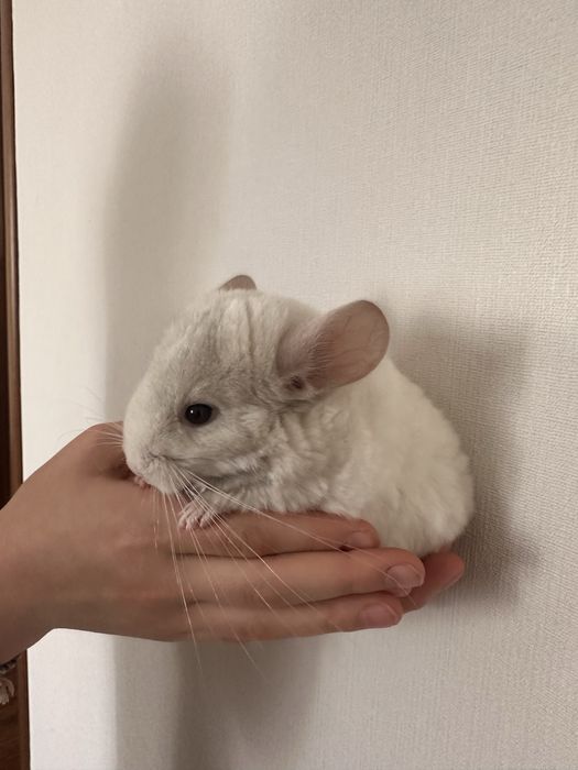 Шиншиллы 2 месяца.