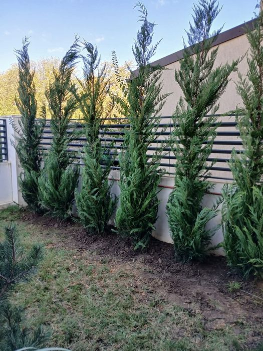 Tuia leylandii inaltime 1.8m 2m 2.5m 3m 5m
