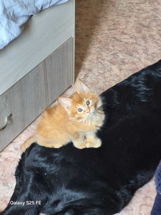 Продаются Мейн-кун-Полидакт