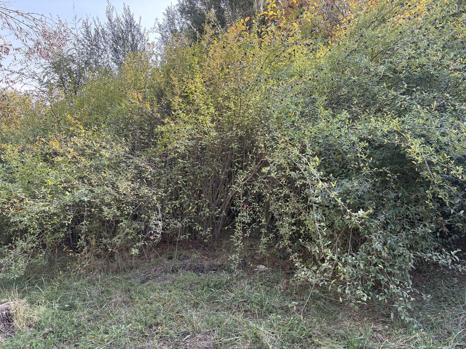 Живая изгородь , свой огород