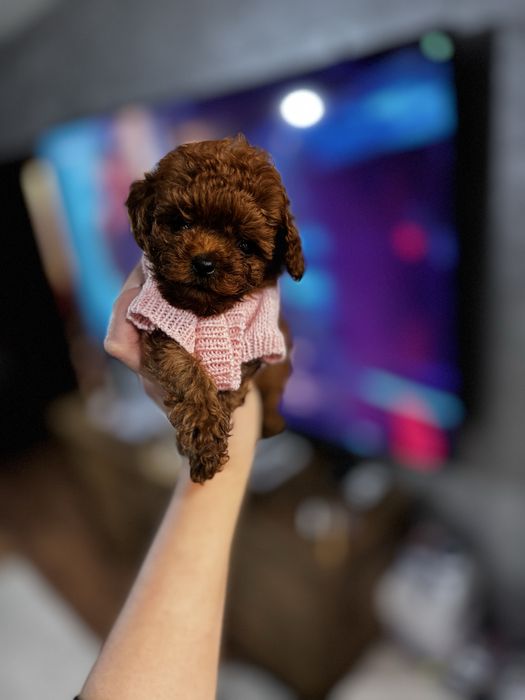 Pudel Toy - момиченце