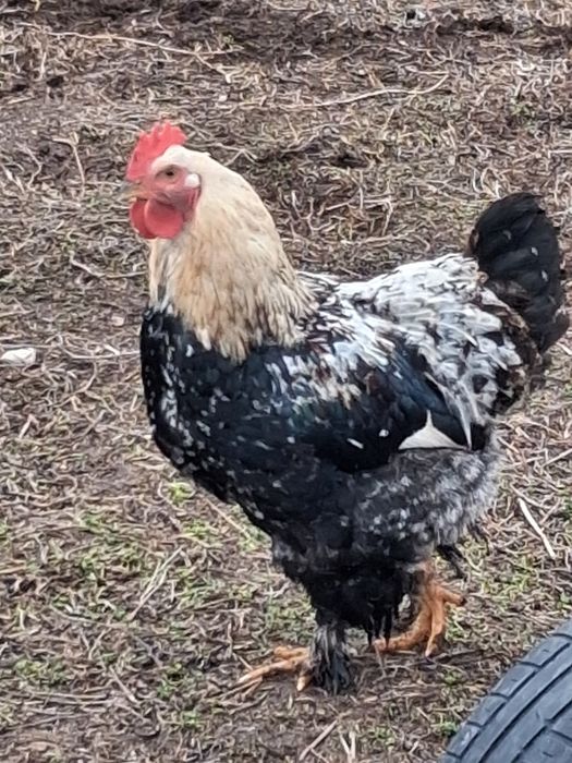 Млади петлета  свободно отглеждани