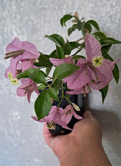 Комнатные цветы неприхотливые