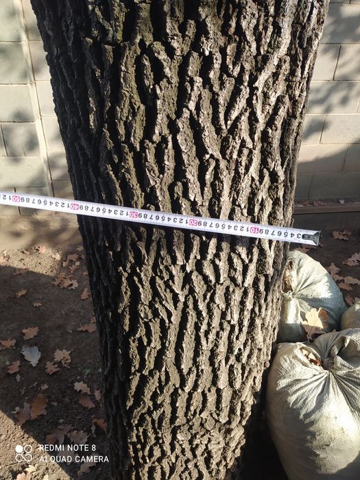 Дуб дерево на спил. 200 000 тенге.