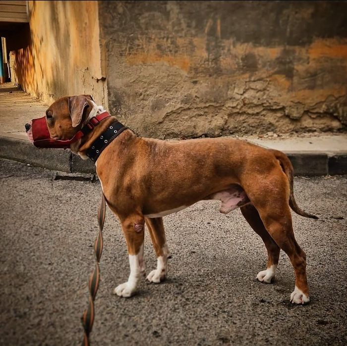 В добрые ответственые руки