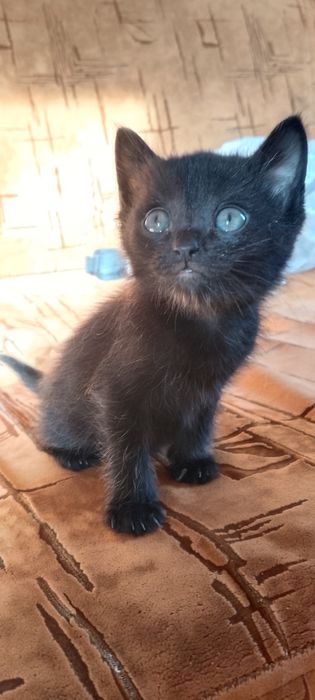 Отдам котят Даром
