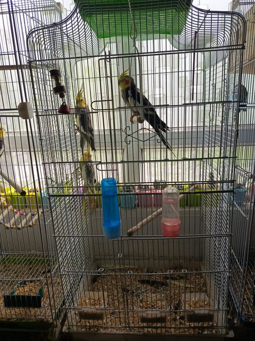 Три попугая карелла