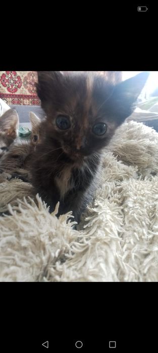 Отдам котят в добрые руки