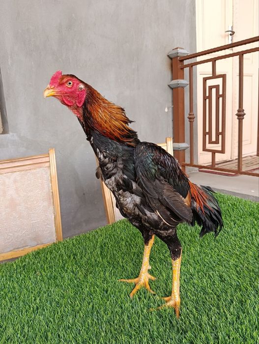 Dakan xoroz sotiladi