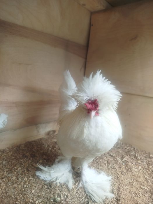 Продам Султанки пара