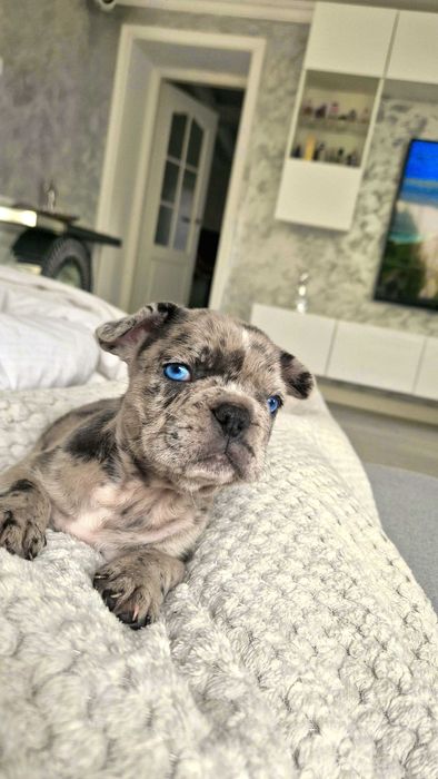 Bulldog Francez Blue merle Husky eyes