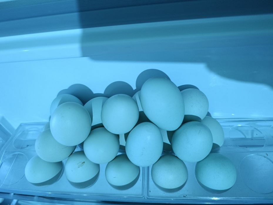 Uxayil tovuq koʻk tuxumlariga zakas olamiz