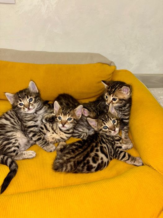 Бенгальские котята