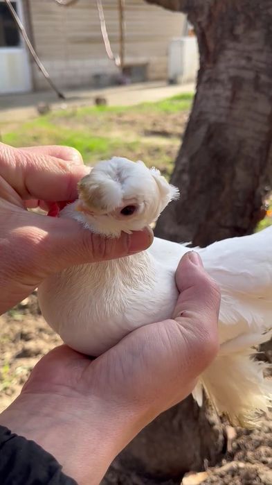 Кептер сатылады, голуби