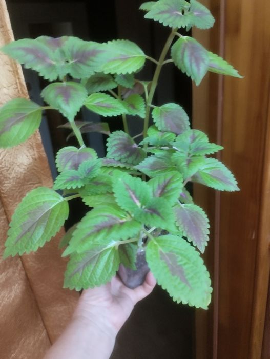 Колеусы. Продам.