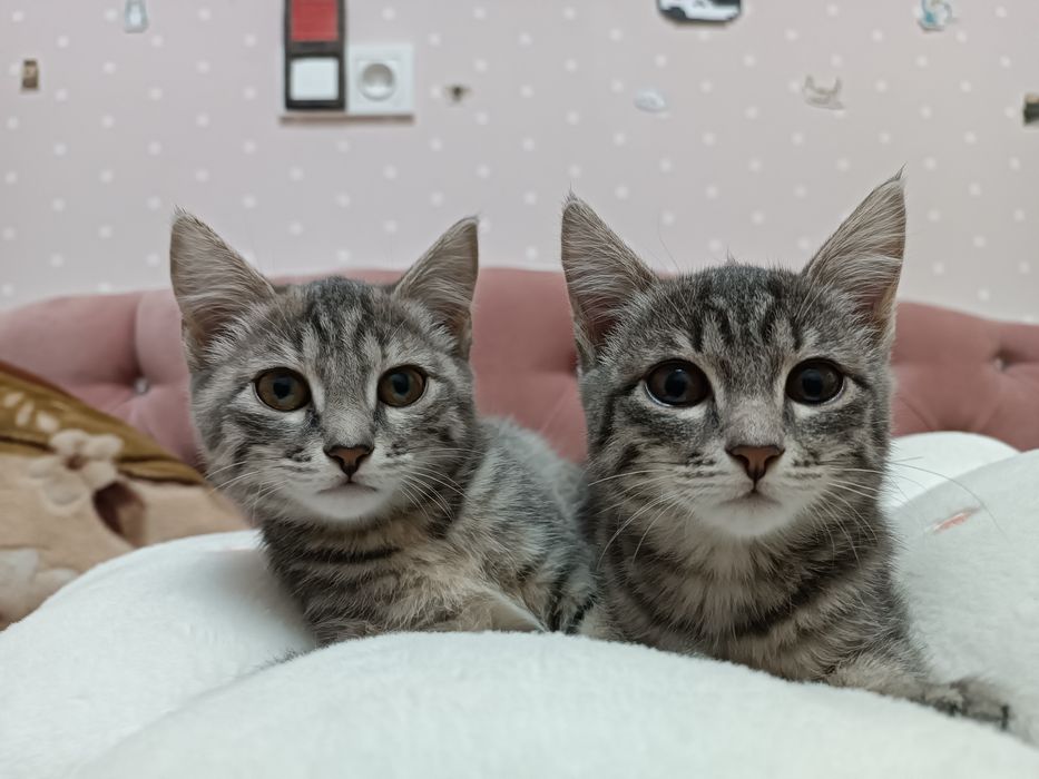 Котенок ищет дом