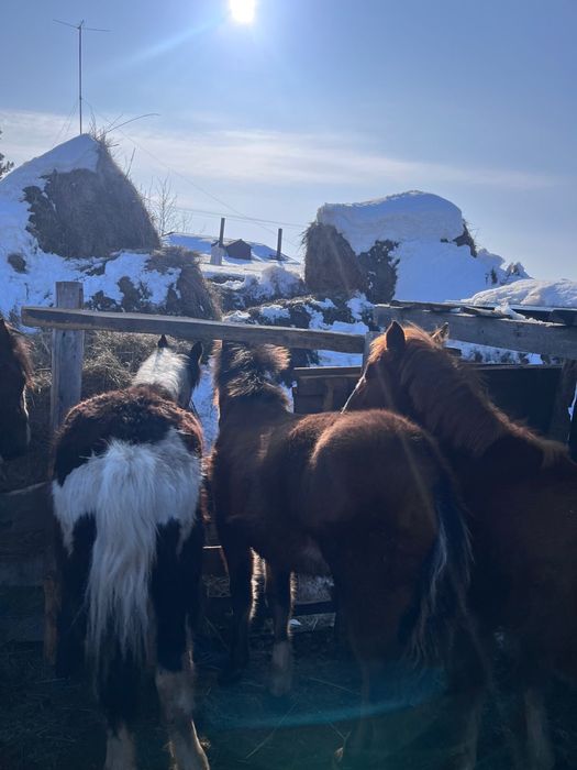 Продам 3 жабағы, село Карлуга